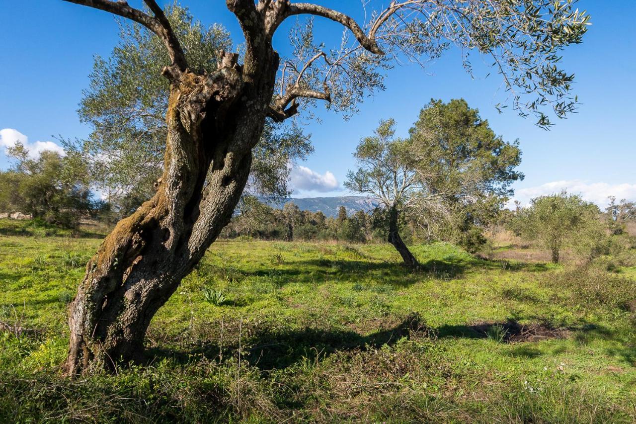 Merlyn Rooms Into The Nature, 100M From The Beach Δαφνίλα Εξωτερικό φωτογραφία